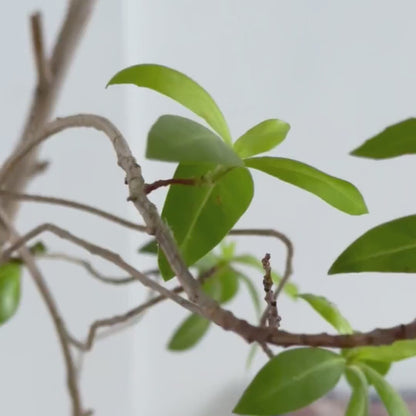 Blue White Indian Jaipuri Block Print Cotton Razai